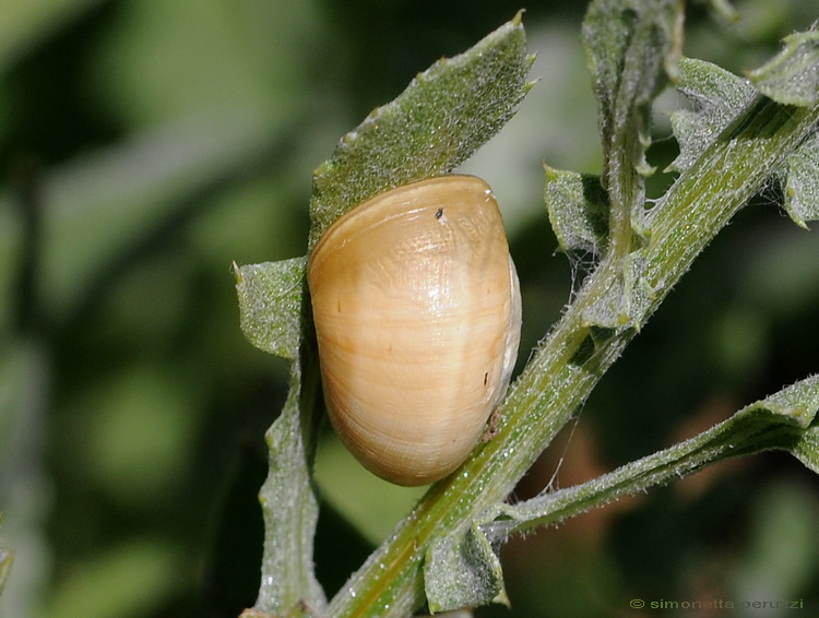 Gasteropoda corso